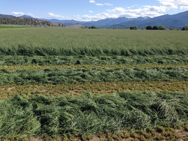 Orchardgrass is grown in the Intermountain Region.