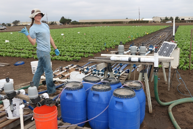 Laura Murphy, UC Cooperative Extension research assistant in Monterey County, manages the treatment manifold for the “nitrate in water” field trial in head lettuce.