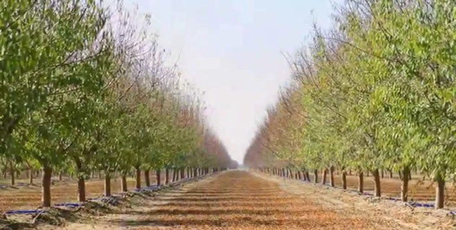 SSJV almond orchard