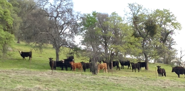 SFREC cows