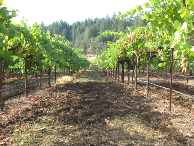 Disturbed soil shows signs of wild pig activity in this vineyard. Photo by Roger Baldwin