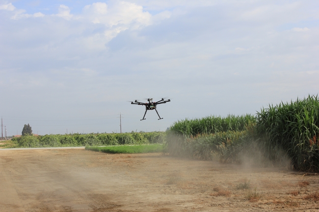 A drone flying over sorghum plots at Kearney collecting phenotyping for character traits, such as plant height, leaf area and biomass. The data will be used to search for genes that control mechanisms involved in drought tolerance and salinity tolerance in sorghum.