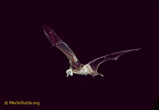 Mexican free-tailed bat (Tadarida brasiliensis) eats a moth in flight. Photo credited to Merlin Tuttle's Bat Conservation