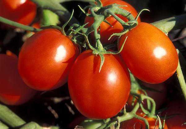 UC Agricultural Issues Center has updated its estimated costs of producing transplanted processing tomatoes under subsurface drip irrigation in the Sacramento Valley.