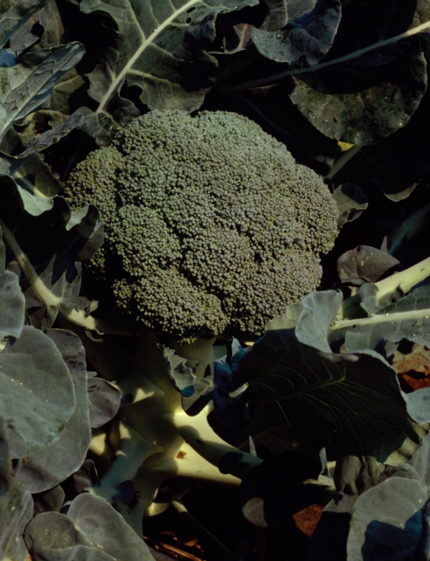 Broccoli plant in the field.