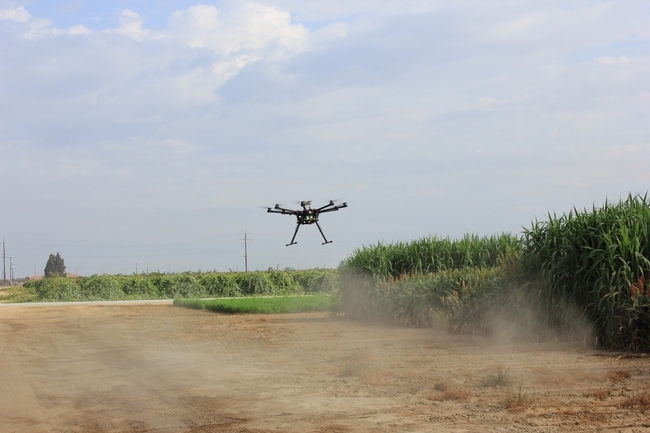 Blue River flies a drone over sorghum research plots at the Kearney REC to collect data on plant height, leaf area and biomass.