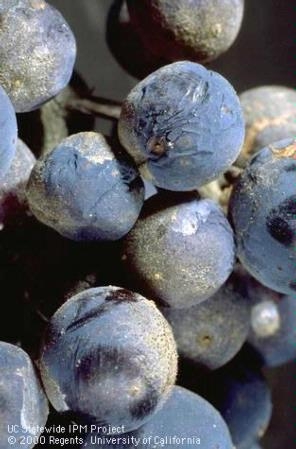 Powdery mildew symptoms shown on cabernet sauvignon grapes.