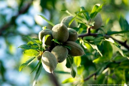 California's almond industry stands to lose about $1.64 billion due to trade tariffs.
