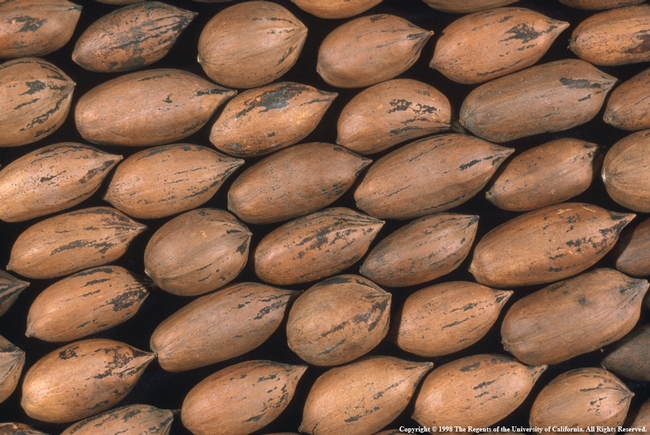 The U.S. exports 22 percent of its pecans to countries imposing the new tariffs.