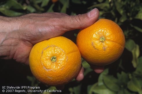 Citrus thrips feeding causes gray scars in a ring-pattern around the stem end of fruit. Citrus thrips will be the topic of the first live UC webinar Oct. 17.