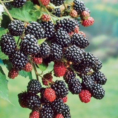 Primocane-bearing blackberries produce berries in the first year, extending fruiting season.