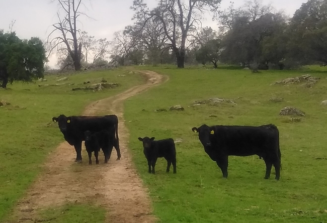 San Joaquin Valley ranchers can use new UC ANR beef-cattle cost study to guide their production decisions.
