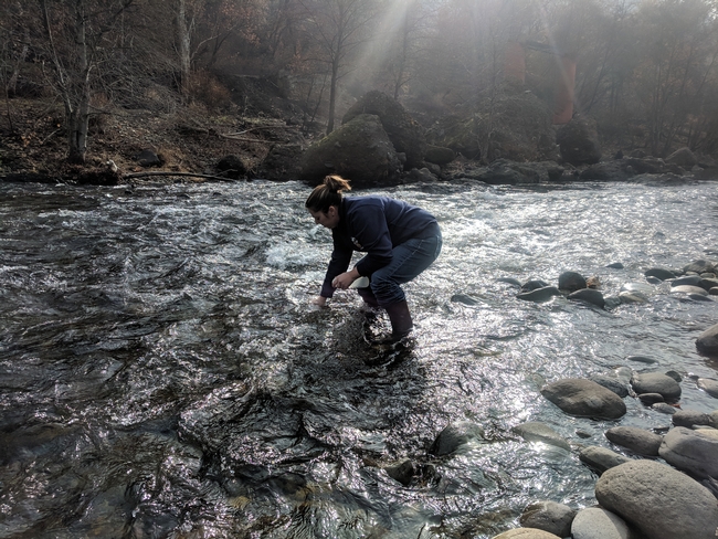 Dressed in blue jeans and a long-sleeved navy blue sweatshirt, Tracy is shown wading into a stream with a bottle to dip a water sample.