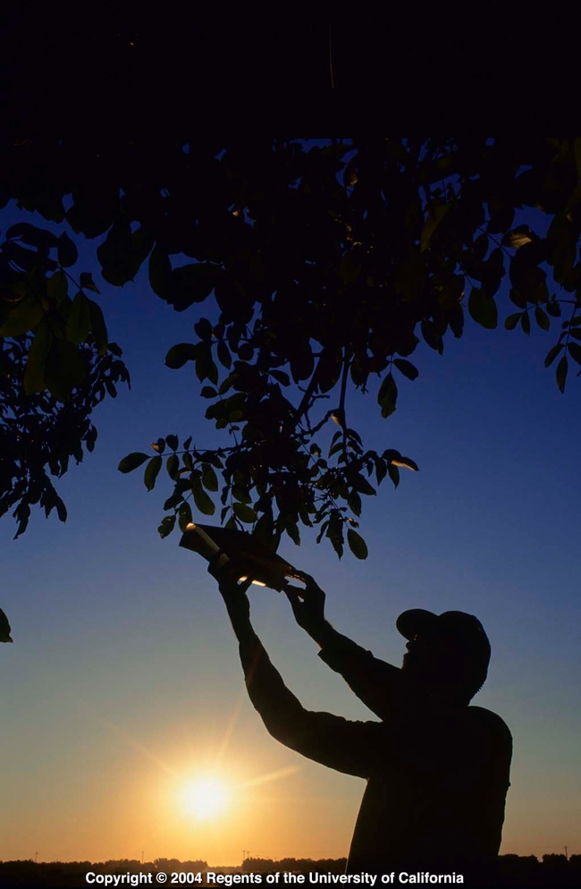 A farmer checks a codling moth trap in a walnut orchard. Early in its development, Janine Hasey encouraged walnut growers to use pheromone-mating disruption to manage the pest.