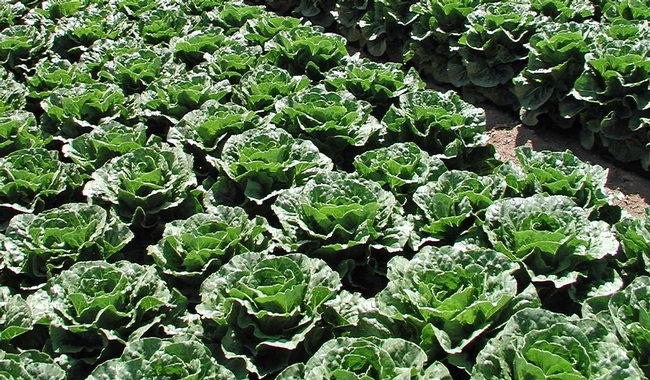 Romaine is rotated with other lettuce and cool season vegetable crops to assist with pest management and soil fertility.