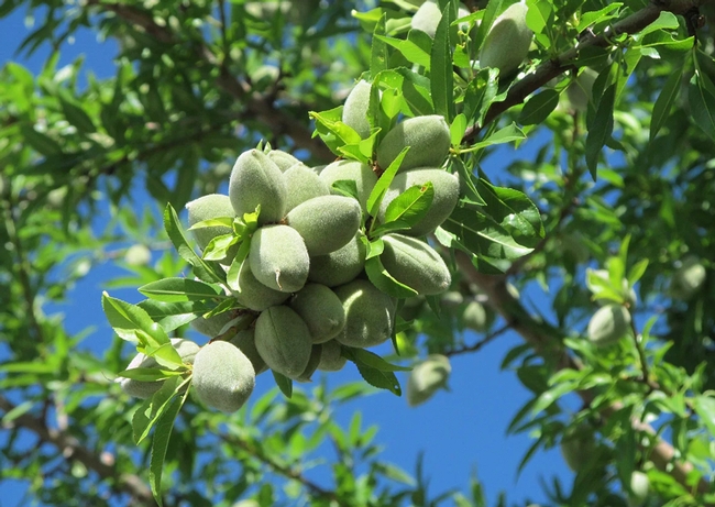almonds on tree