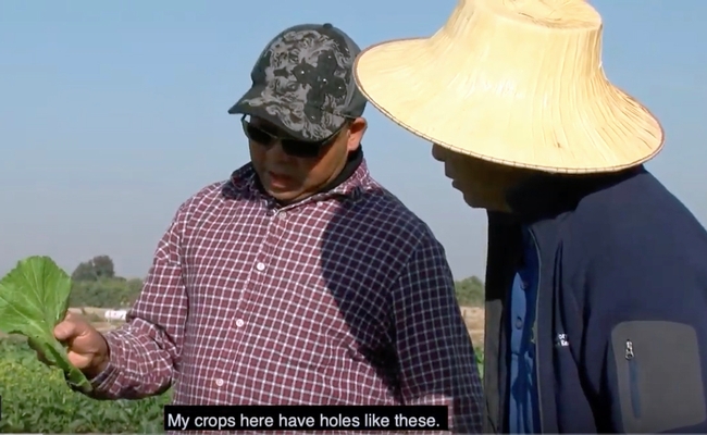 Videos describing California pesticide rules and safety in Hmong is designed to help Hmong growers comply with the regulations.