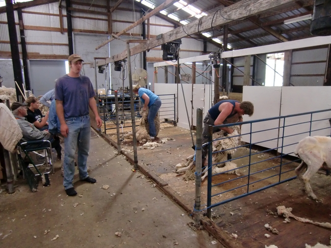 Sheep shearing class at the UC Hopland Research and Extension Center in 2010. An online Q&A session will be held this year due to COVID-19 restrictions on in-person meetings.
