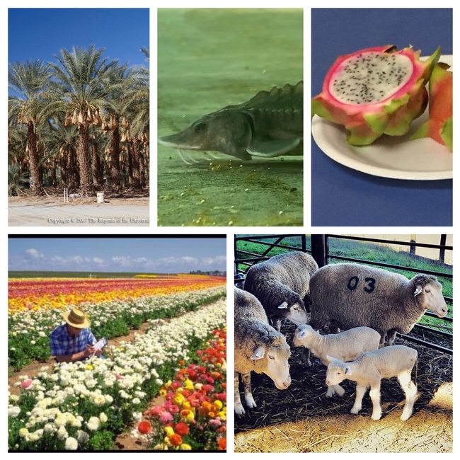 Additional commodities are covered by the Coronavirus Food Assistance Program. Clockwise from top left, dates (photo by Donald Hodel), white sturgeon fingerling (photo by Nathan T Kaufman), dragon fruit, sheep and nursery crops.