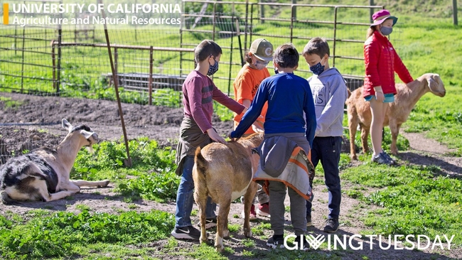 Image of schoolchildren petting goats in a pasture.