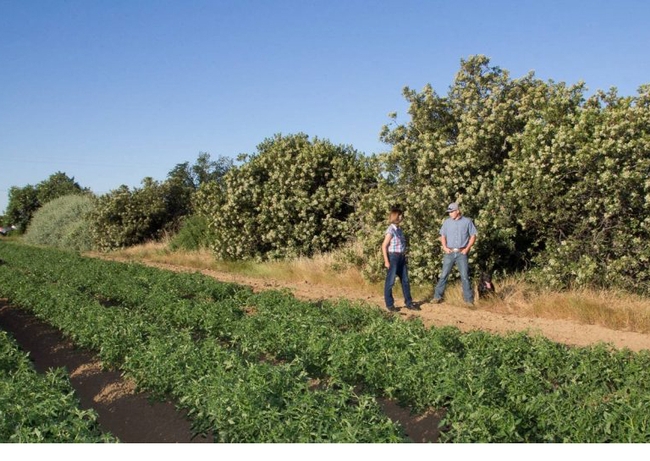 Tomato field in foreground, Rachael Long stands on left of Justin Rominger next to tall toyon shrubs.