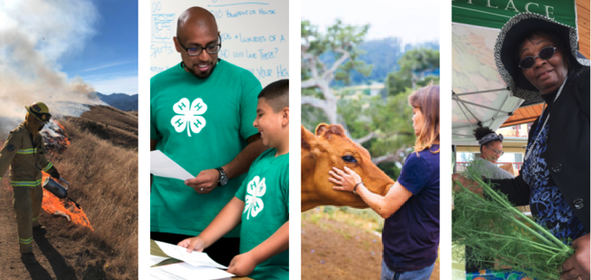 From left, a person in fire gear lights a fire with a drip torch, a man in a green 4-H shirt teaches a boy who is wearing a green 4-H shirt, a woman holds a cow's face between her hands as she examines it, and Mary Blackburn holds a green leafy vegetable at a produce stand.