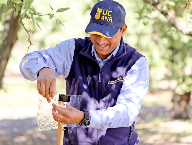 A man wearing a UCANR logo hat and vest hangs a sticky trap in an orchard.