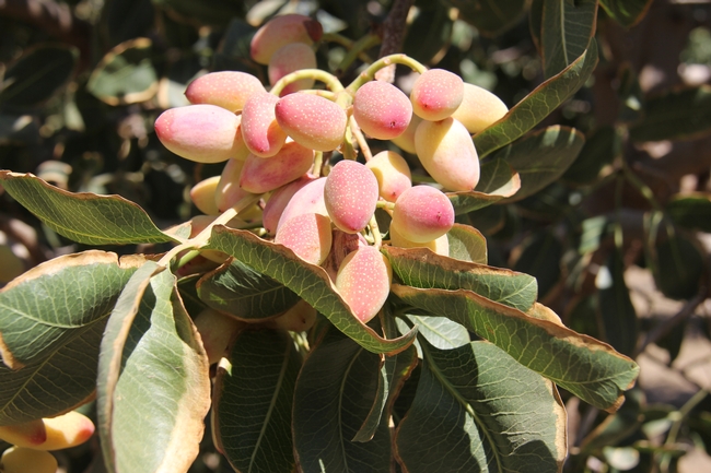 Pistachios growing on the tree.