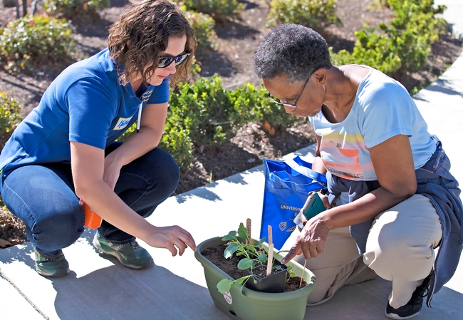 Two women plant herbs into a green plastic container.