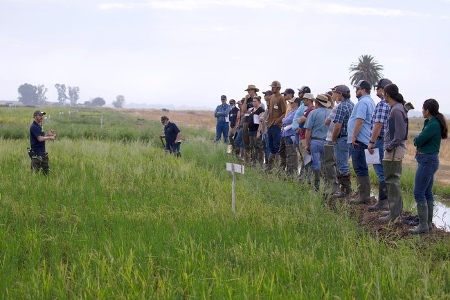 People wearing boots, jeans and baseball hats stand along the edge of a rice plot listening to a speaker who is standing in the field.