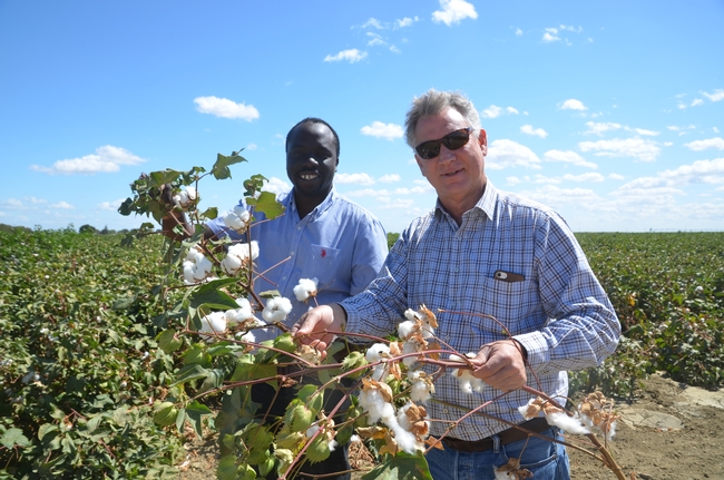 Two men stand on the edge of a cotton field holding up stalks loaded with fluffy white cotton bolls