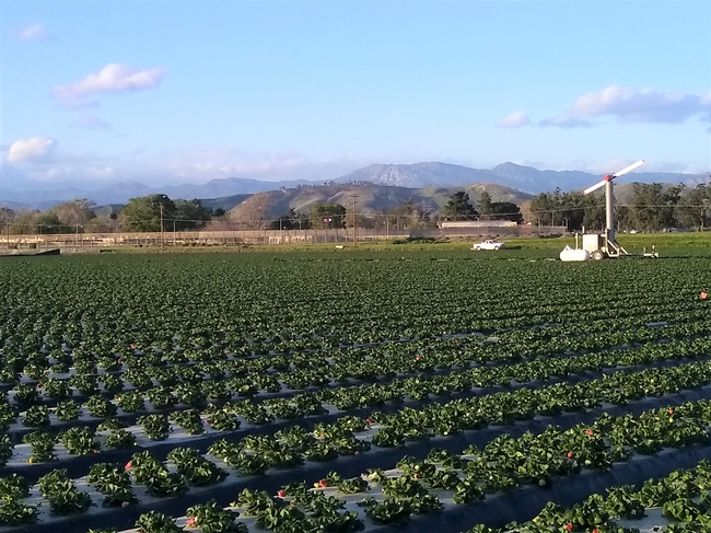 Strawberries planted on a farm site with mountains in the distance