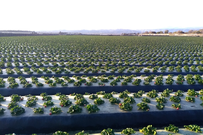 Rows of strawberry plants in a field
