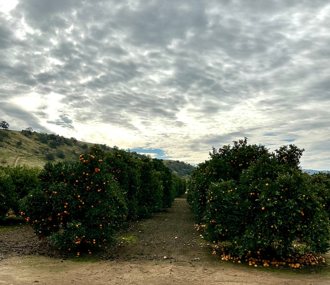 LREC citrus trees