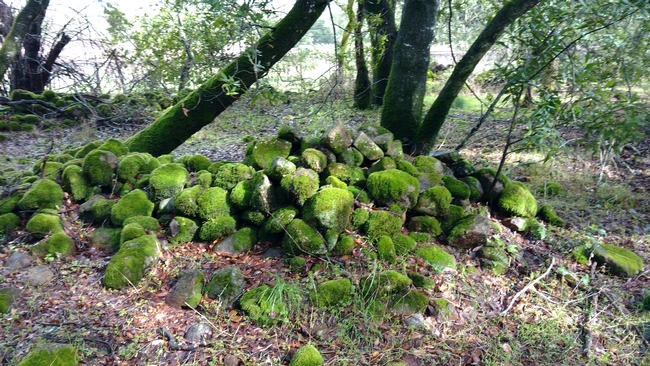 Ancient rock wall in oak woodland