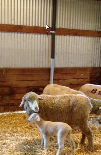 Who can resist a new lamb?