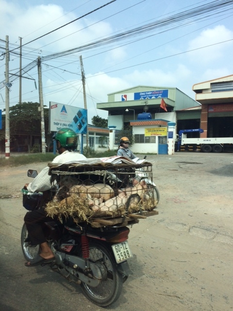 A moped with a cage of pigs on the back driving through central Ho Chi Minh