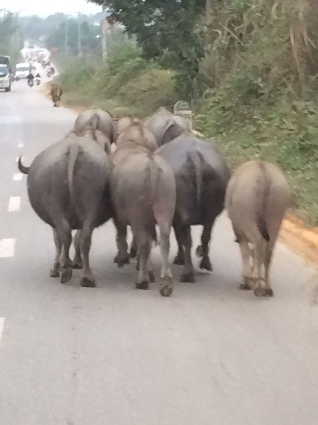 Sharing the road with water buffalo. Photo credit to Andrea Brown (Purdue University Extension)
