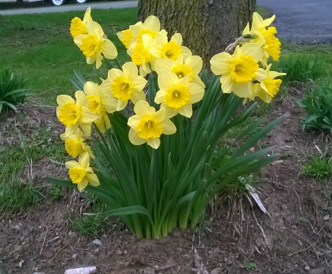 Michigan Daffodils