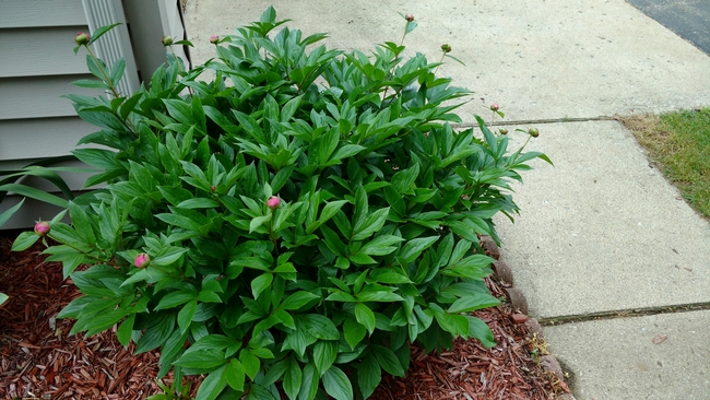 Michigan peonies not even close to bloom in late May
