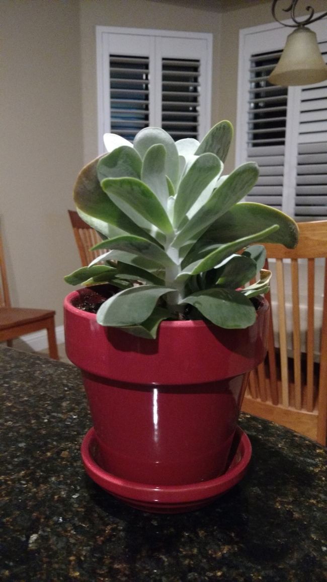 My succulent lives thanks to tips from the Santa Cruz Master Gardeners