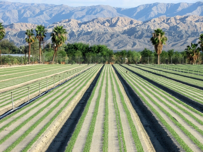 Common spinach production in the Coachella Valley