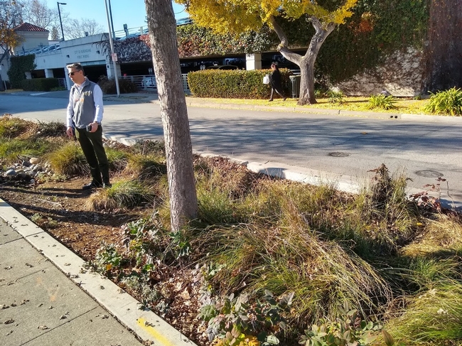 Igor shares groundbreaking research to incorporate trees into city bioswales
