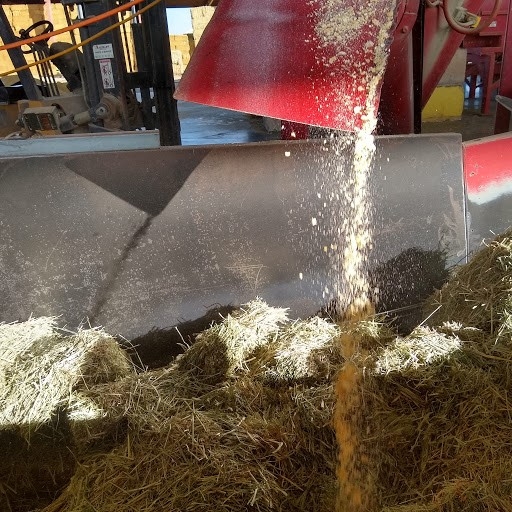 Adding corn to hay before baling