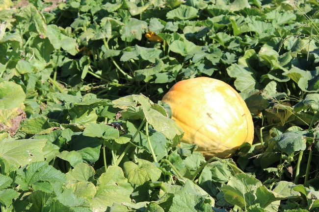 pumpkin harvest10922