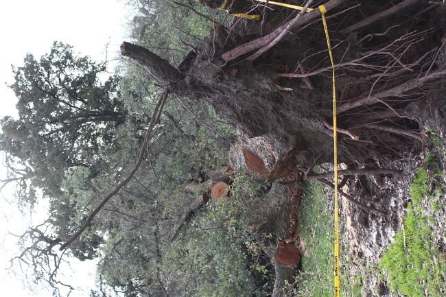 Toppled tree on University of California, Davis campus