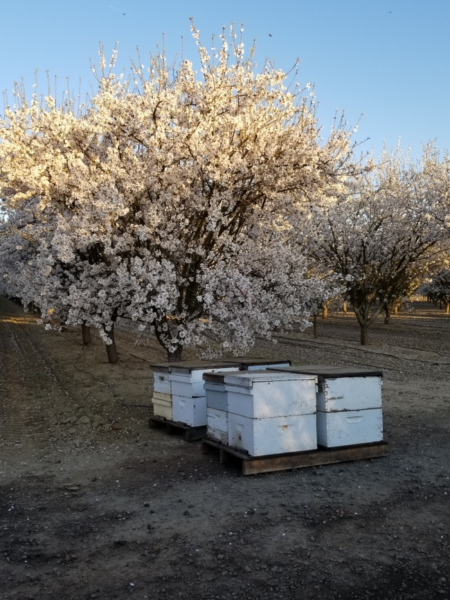 boxes of bee hives painted white.