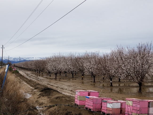 February 25, 2023. Field at capacity. Almonds in bloom. Bees inside.