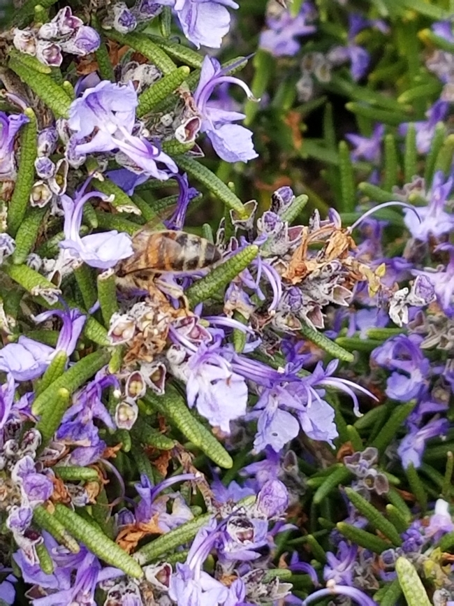 Tiny, mighty bees.