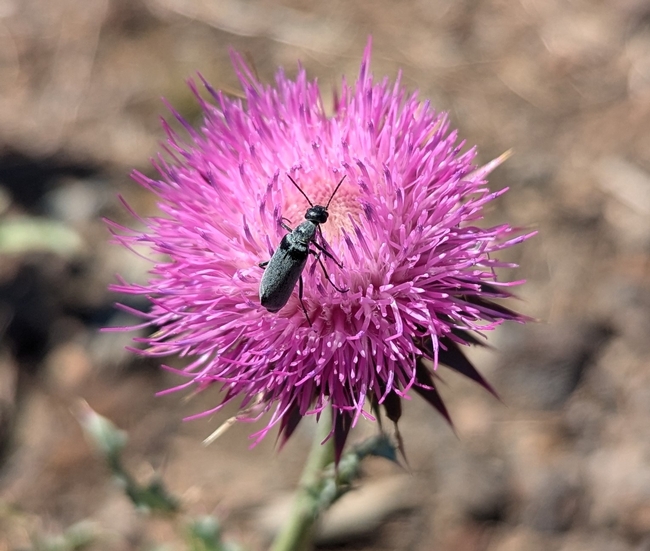 Blister Thistle